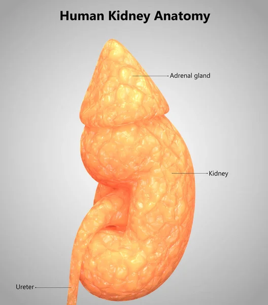 Ilustración Anatomía Del Sistema Urinario Humano — Foto de Stock