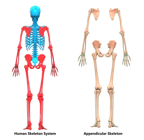 Illustration Anatomie Système Squelettique Humain — Photo