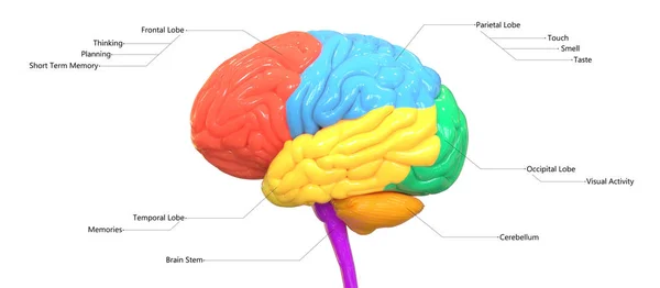 Ilustración Digital Moderna Del Cerebro Humano — Foto de Stock