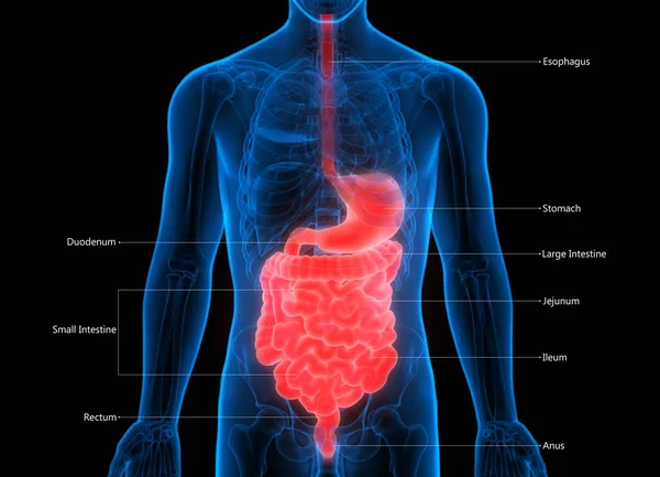 Nsan Organları Sistem Anatomisi Llüstrasyon — Stok fotoğraf