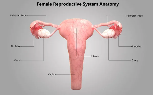 Ilustração Anatomia Sistema Reprodutivo Feminino — Fotografia de Stock
