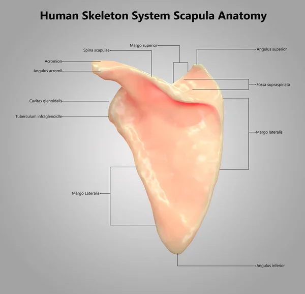 Ilustración Anatomía Del Sistema Esquelético Humano — Foto de Stock