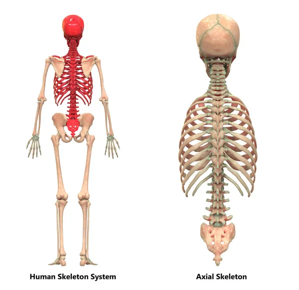 Ilustración Anatomía Del Sistema Esquelético Humano —  Fotos de Stock