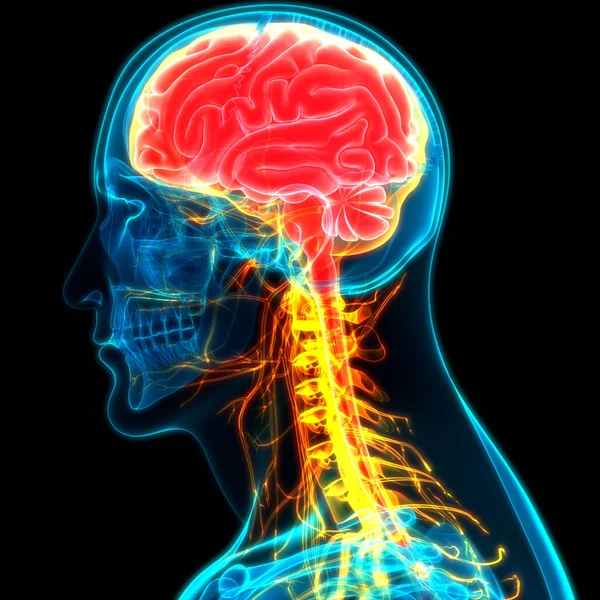 人脑的现代数字图解 — 图库照片