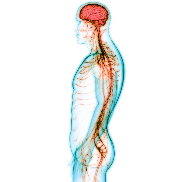 Ilustração Anatomia Sistema Corpo Humano — Fotografia de Stock
