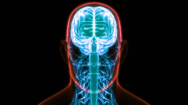 Ilustración Digital Moderna Del Cerebro Humano — Foto de Stock