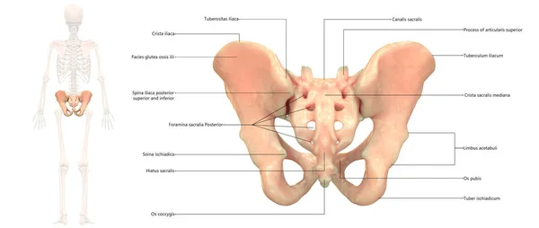 Иллюстрация Анатомии Скелетной Системы Человека — стоковое фото