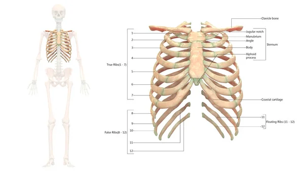 Ilustración Anatomía Del Sistema Esquelético Humano — Foto de Stock