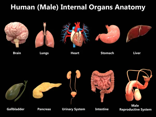 Illusztráció Emberi Szervek Rendszer Anatomy — Stock Fotó