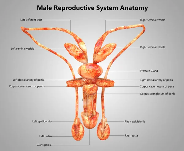3D Illustration of Male Reproductive System Anatomy