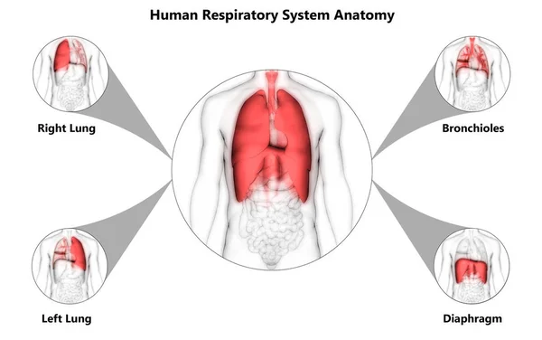3D Illustration of Human Organs System Anatomy