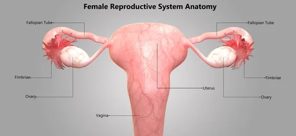 Ilustração Anatomia Sistema Reprodutivo Feminino — Fotografia de Stock