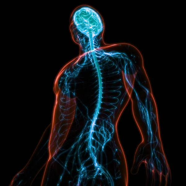 Nsan Vücut Sistemi Anatomisi Llüstrasyon — Stok fotoğraf