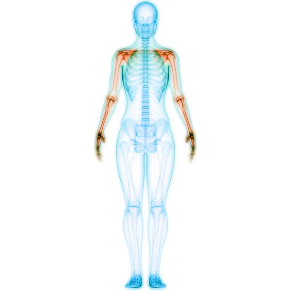 3D Illustration of Human Body System Anatomy