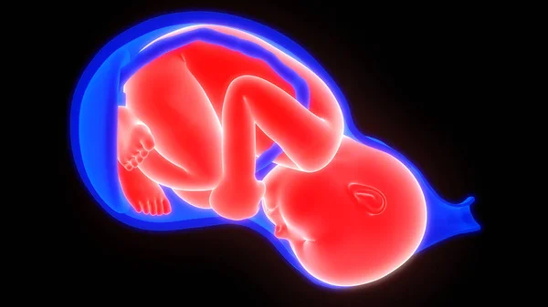 Illustrazione Dell Utero Femminile Con Bambino — Foto Stock