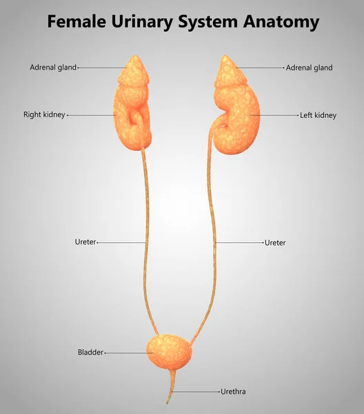 Ilustración Anatomía Del Sistema Urinario Humano — Foto de Stock