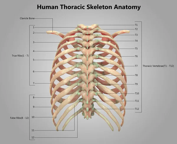 Ilustración Anatomía Del Sistema Esquelético Humano —  Fotos de Stock