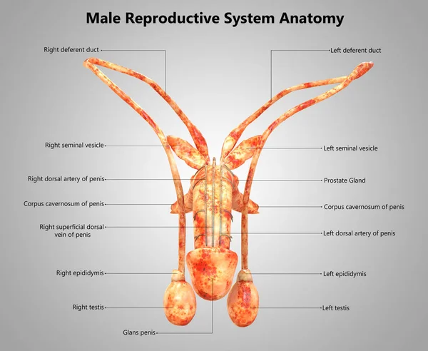 男性生殖系统解剖示意图 — 图库照片