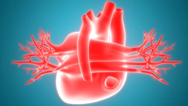 Coração Humano Veias Ilustração Digital — Fotografia de Stock