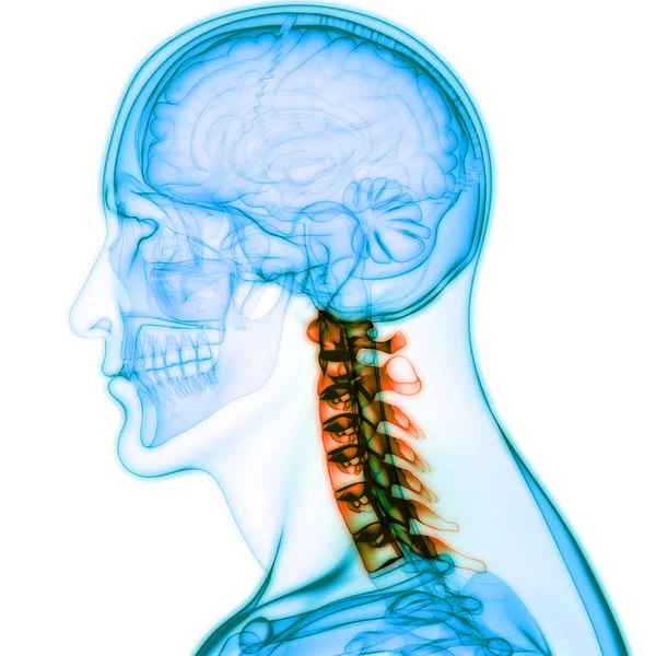 人脑的现代数字图解 — 图库照片