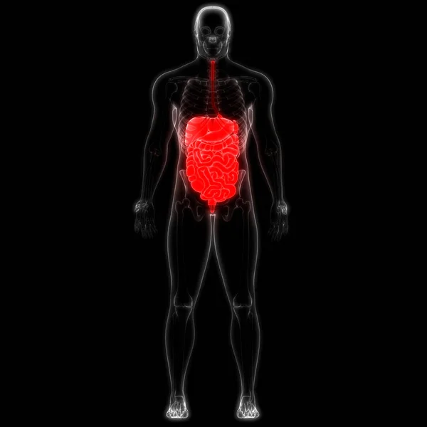 Ilustración Anatomía Del Sistema Digestivo Humano —  Fotos de Stock