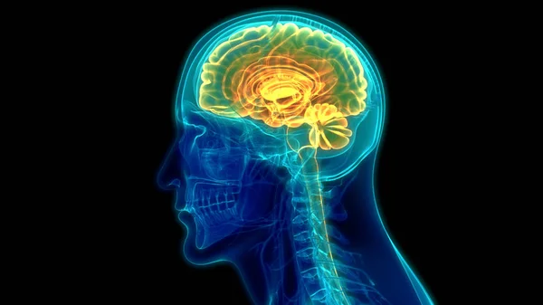 Ilustración Digital Moderna Del Cerebro Humano — Foto de Stock