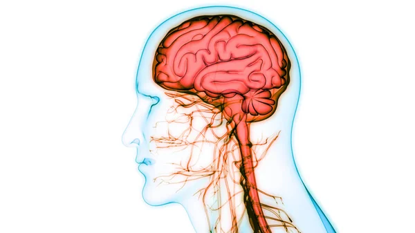 解剖学写真素材 ロイヤリティフリー解剖学画像 Depositphotos