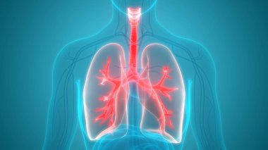 Akciğerlerin 3d illüstrasyon, insan organları sistem anatomisi afiş