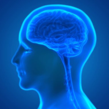 Beyin 3d illüstrasyon, insan organları sistem anatomisi afiş