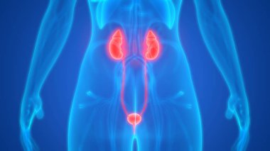 Üriner sistem 3d illüstrasyon, insan organları anatomi afiş