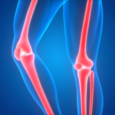 Kemiklerin 3d illüstrasyon, insan organları sistem anatomisi afiş