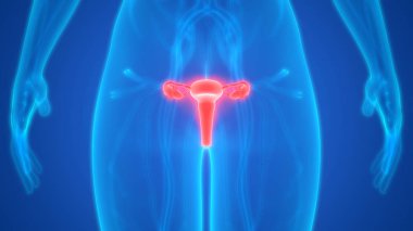 Rahim 3d illüstrasyon, insan organları sistem anatomisi afiş