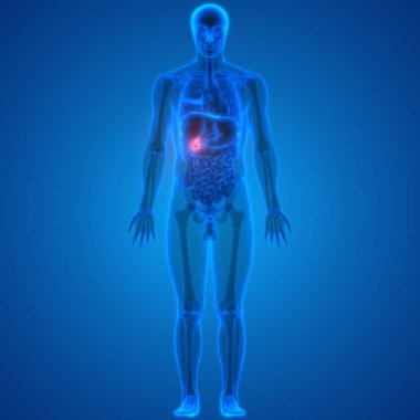 İnsan Organları Sistem Anatomisi 3d İllüstrasyon 