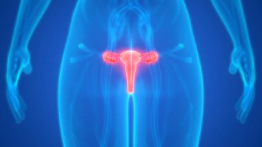 Rahim 3d illüstrasyon, insan organları sistem anatomisi afiş