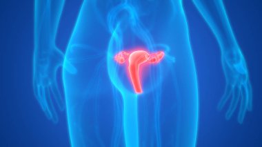 Rahim 3d illüstrasyon, insan organları sistem anatomisi afiş