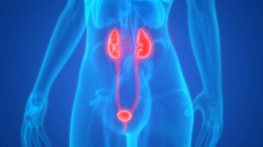 Üriner sistem 3d illüstrasyon, insan organları anatomi afiş