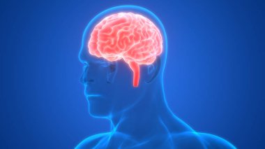 Beyin 3d illüstrasyon, insan organları sistem anatomisi afiş