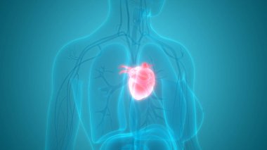 Kalp 3d illüstrasyon, insan organları sistem anatomisi afiş
