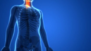 Kemiklerin 3d illüstrasyon, insan organları sistem anatomisi afiş
