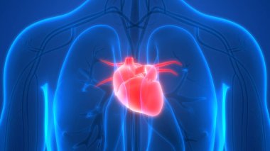 Kalp 3d illüstrasyon, insan organları sistem anatomisi afiş