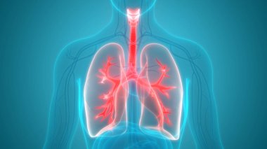 Akciğerlerin 3d illüstrasyon, insan organları sistem anatomisi afiş