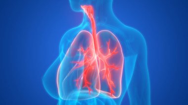 Akciğerlerin 3d illüstrasyon, insan organları sistem anatomisi afiş
