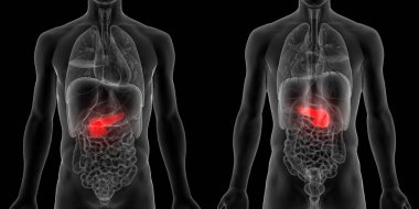 İnsan Organları Sistem Anatomisi 3d İllüstrasyon 