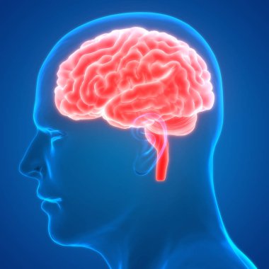Beyin 3d illüstrasyon, insan organları sistem anatomisi afiş