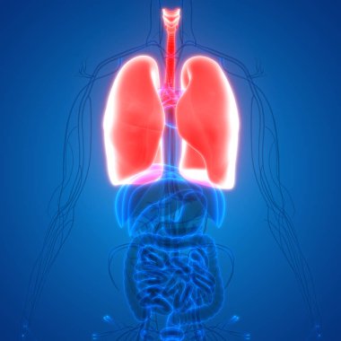 Akciğerlerin 3d illüstrasyon, insan organları sistem anatomisi afiş