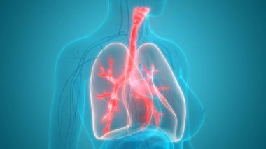 Akciğerlerin 3d illüstrasyon, insan organları sistem anatomisi afiş