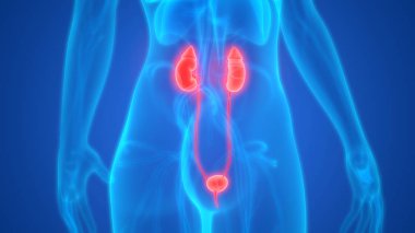 Üriner sistem 3d illüstrasyon, insan organları anatomi afiş