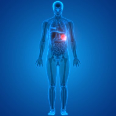 İnsan Organları Sistem Anatomisi 3d İllüstrasyon 