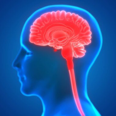 Beyin 3d illüstrasyon, insan organları sistem anatomisi afiş