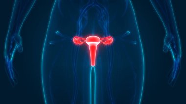 Rahim 3d illüstrasyon, insan organları sistem anatomisi afiş